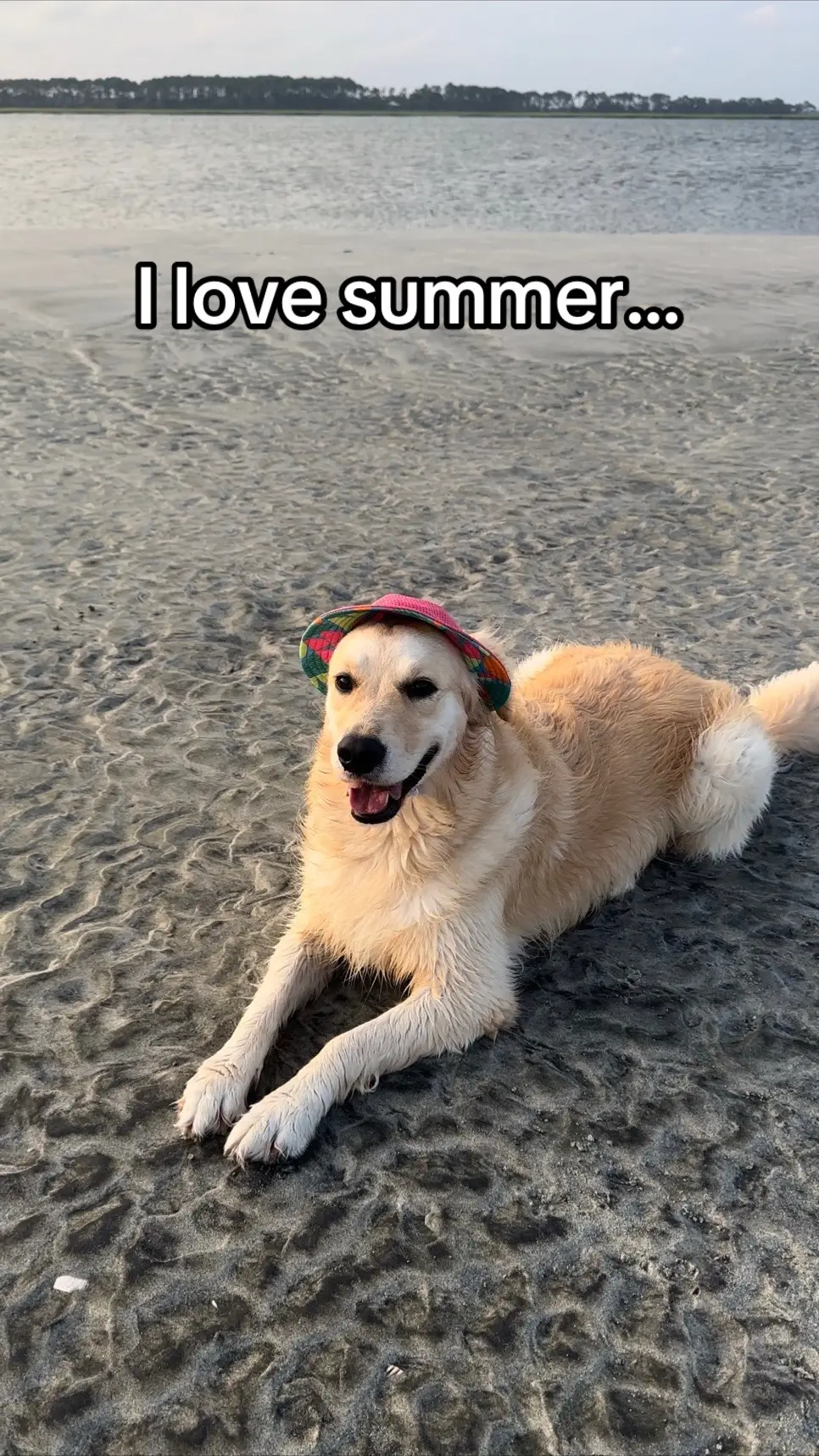 Which Halloween look is your favorite?! 🤩 #ihaveanitch #halloween #dogsoftiktok 