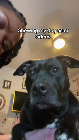 Safe to say, Bubba doesn’t like #asmr videos 😂 #Foodie #dogsofttiktok 