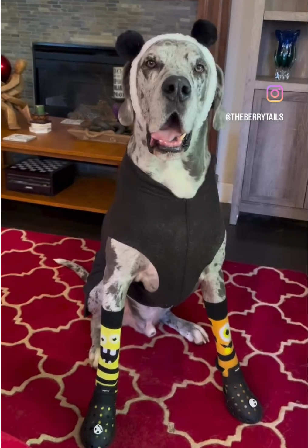 Has this ever happened to you? Awkward! #sillydog #dogsoftiktok #funny #dogmom #greatdanes 