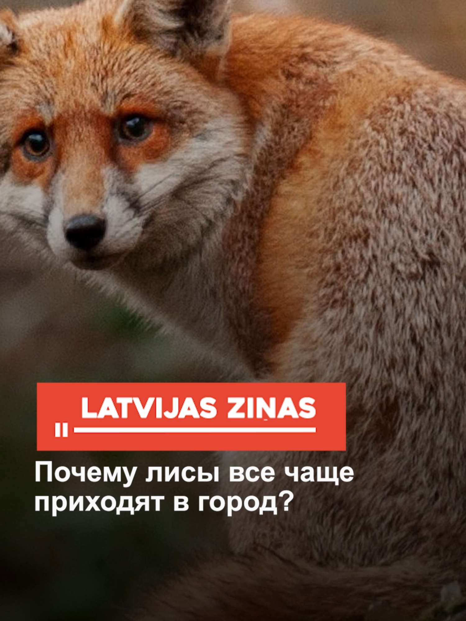 Почему лисы все чаще приходят в город? #природа #лиса #город #новости #латвия #latvia #latvija #fyp #latvianews #trendingtopics #breakingnews #latvijaszinas #лучшезнать #новостилатвии #shorts