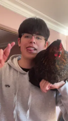 Kon mi hija, busca gallo porsia!!!!! #chile #peo 