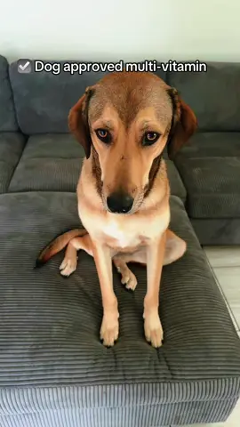 Embark dog tested dog approved supplement for pets #dogsupplements #healthydog #dogsoftiktok 