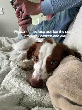 Who cares about the 20 toys in the room, a door stop is clearly more interesting🦴praying for one full night of sleep one day🫠 #dogsoftiktok #justatrend #directedby 