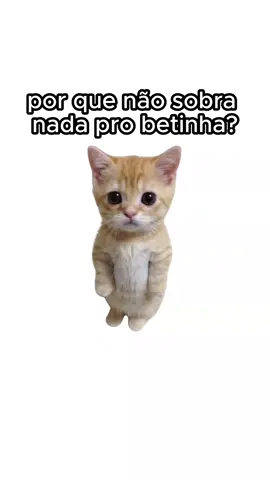 por que nao sobra nada pro betinha? explicado por gatos. (esse video é só um meme) #curiosidades #gatos 