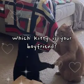 Which kitty is YOUR boyfriend? 💕✨ tag him 👇 #catsoftiktok #catlover #cats #kitten #kitty #relationshipquiz #bfquiz #couplequiz #cutecats #silly #relationshipmemes #ilovemybf #Love #ilovehim #fyp #viral 