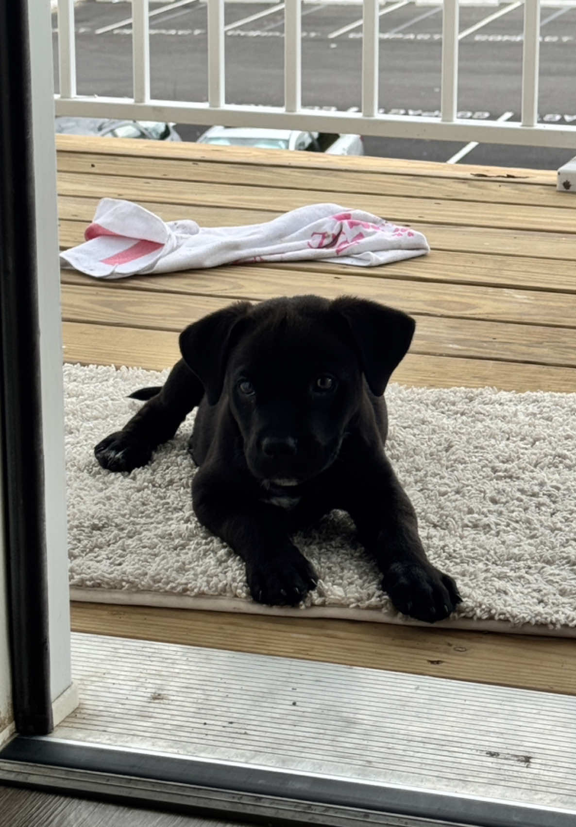 meet Memphis 🥰  #newpuppy #fyp 