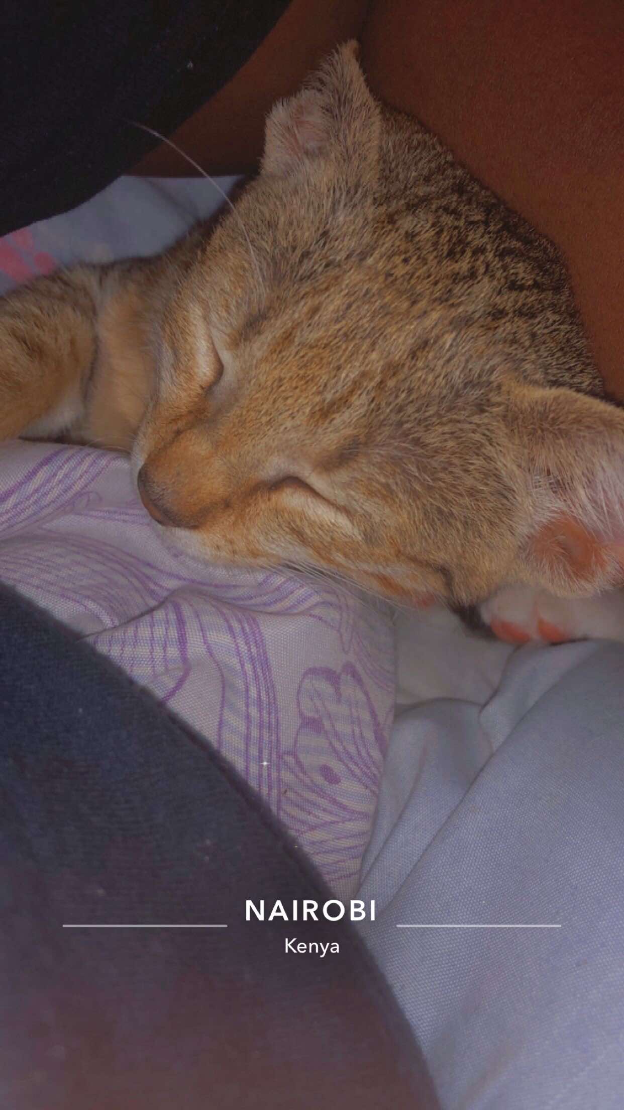 Only pple with cats can relate 🤣🤣🤣#fyp #viral 
