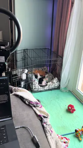 #bostonterrier #eggsandziggy #dogmomlife 