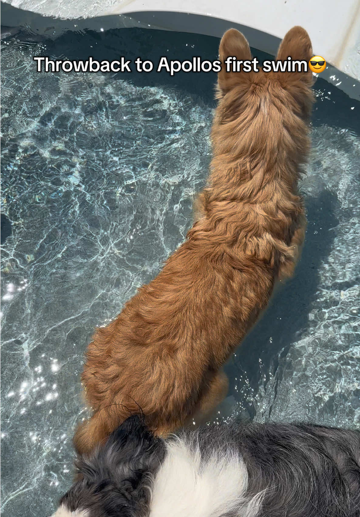 Short legs but great swimmer 😎 #dog #puppy #dogsoftiktok #corgi