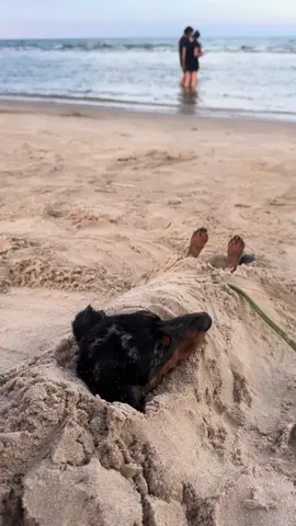 Yo en la playa y tu?                                    #fy #dachshundsoftiktok #perrosalchicha #dachshund 