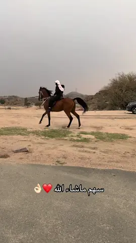 ركوب اليوم بردف 👌🏻#خيل_وخياله🐎 #الردف_الطائف #لايك__explore___ #اكسبلورexplore #خيل_عربي 