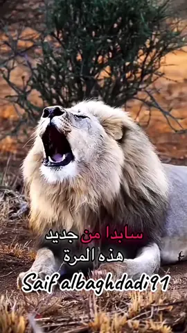 @Sara سارة @الشيخ طال عمره🕶️💰 @aatf//عاطف @انا +حبيبي =وحد @لحن الحياة @وجع القلب 