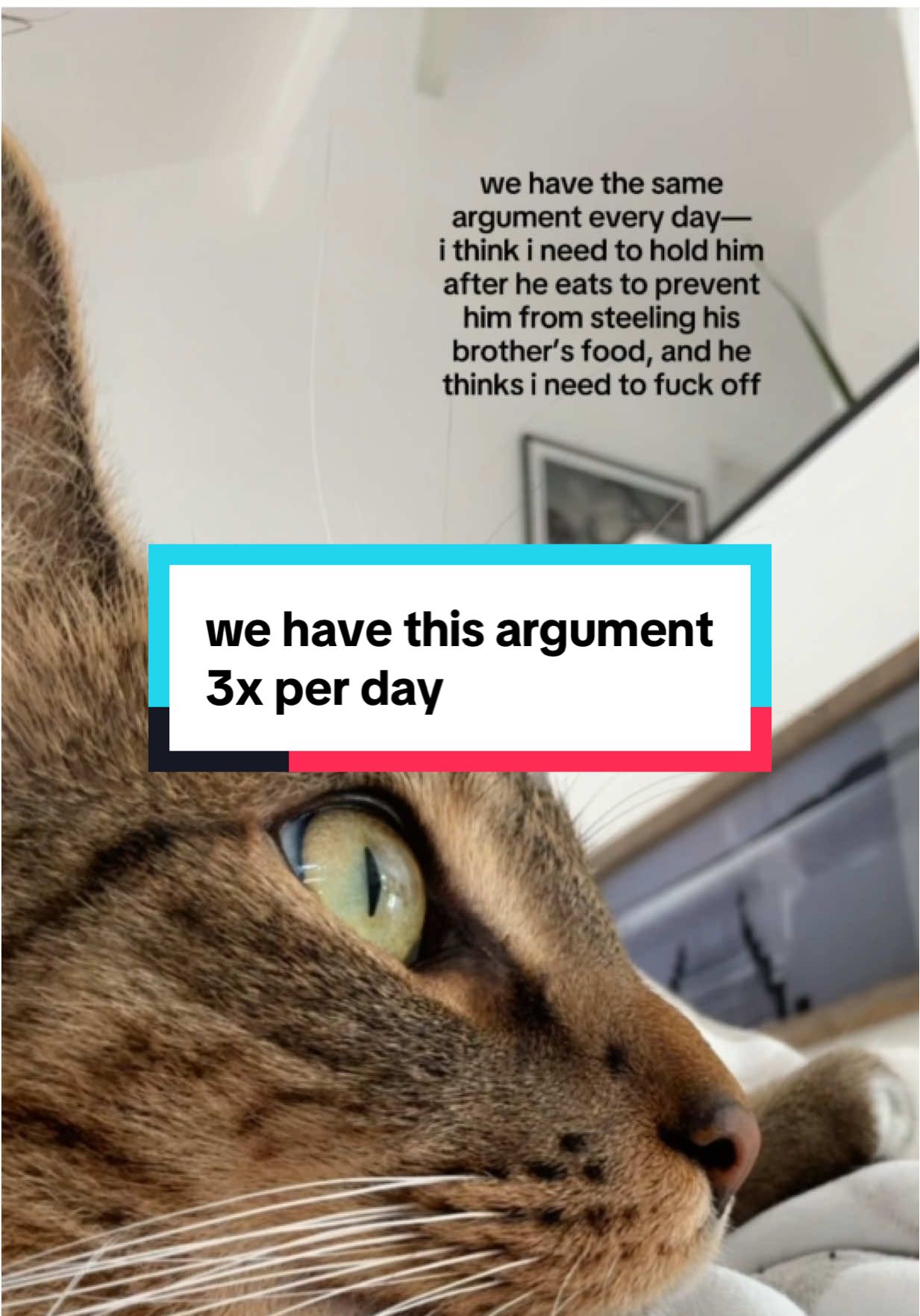 i love vocal cats