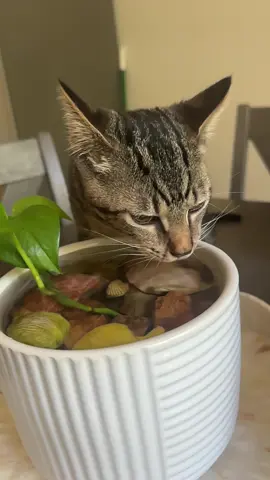 #cat 🐈 