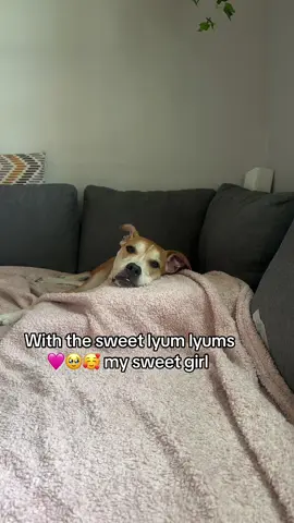 Resting after an event ball chasing at the park 🥰🩷 #girldog #fyp 