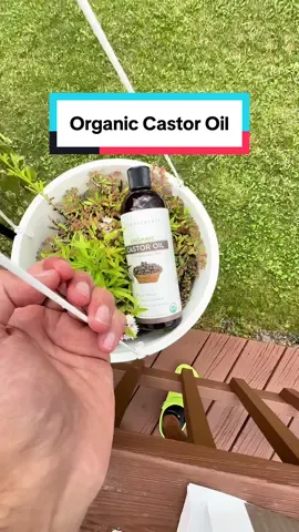 When it comes to hair thinning, you’re going to need a solution that is organic and actually works #tiktokshopcreatorpicks #vivanaturals #hairgrowthserum #castoroilbenefit #hairthinningsolutions 