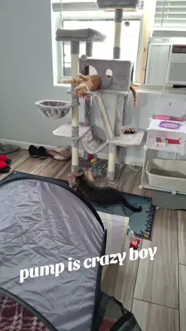 #trending?videos🔥fyp #saveacat #catsoftiktok #fypシ゚viral 