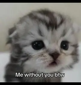 😿. #fyp #cats #Love #foryou #ilovemybf 