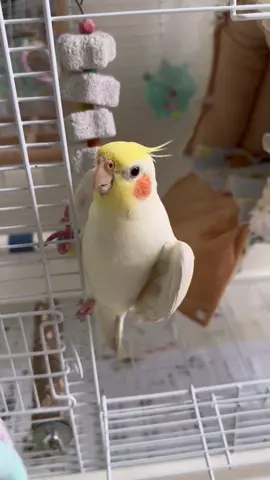 #cockatielsingingtraining #cockatielsontiktok #cockatielsinging #creatorsearchinsights #Enocockatiel #exhibitionbudgies #cockatiel #funny #birds #beautiful #cockatielsinging #lovebirdscouples #lovebirds #budgies #Enocockatiel #exhibitionbudgies #cockatiel #funny #birds #beautiful #cockatielsinging #lovebirdscouples #lovebirds #budgies funnycockatielsinging#ForYou  #ForYouPage  #FYP  #Viral  #TrendingNow  #Explore #WorldTrending  #GlobalFYP  #ViralVideo #SingingBird  #WhistlingBird  #ParrotSinging  #BirdMusic  #ViralSounds  #FunnyBirds  #TalentShowPet #Cockatiel  #CockatielSinging  #CockatielTok  #TalkingBird  #BirdTok  #ParrotTok  #PetTok  #ViralBird  #CuteBirds  #birdlovers 