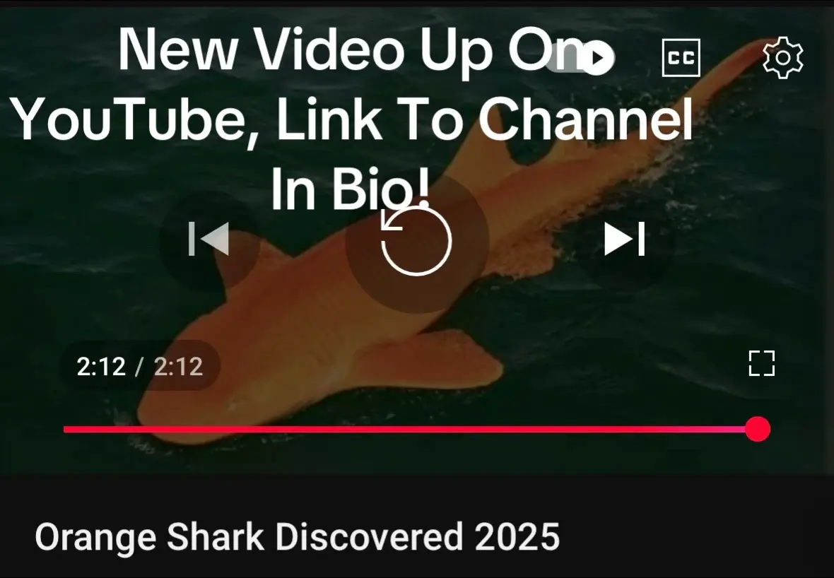 #orangeshark#shark#sharks 