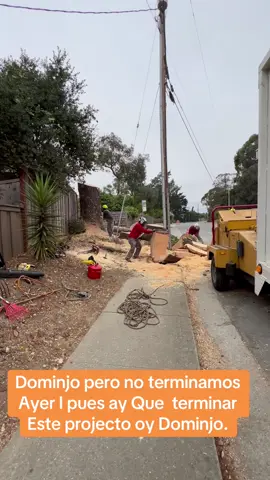 #mexico🇲🇽 #arvoleros🌲 #trees #construction #sanjosecalifornia 