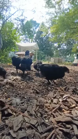 #fyp #growout #chick #chicken #americana 