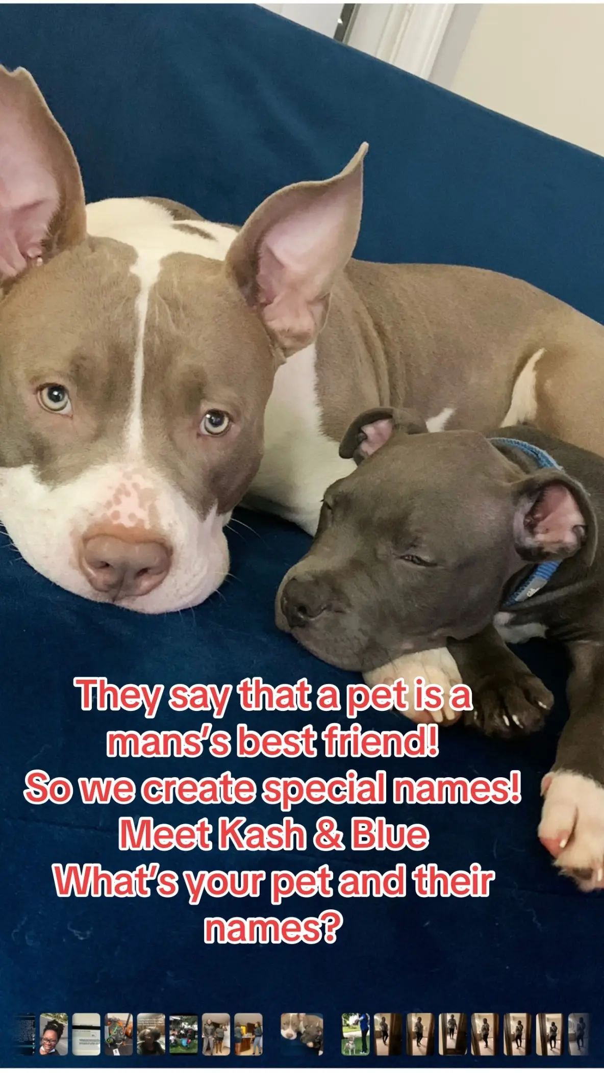 #pet #fyp #PetsOfTikTok #viral #petlover 