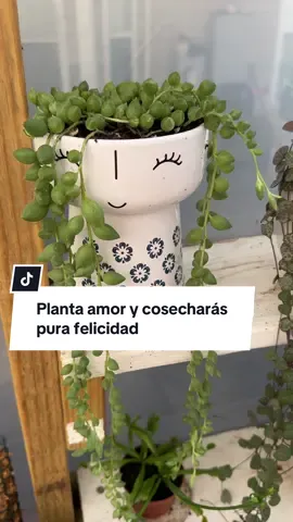 Planta amor y cosecharás pura felicidad 🙏#plantasdeinterior #plantasdecasa #ivetsuculentasymas 
