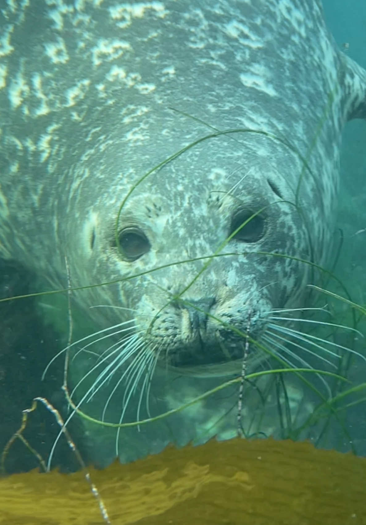#seal 