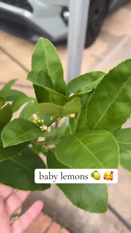 so many baby lemons on my tree!! can’t wait to see them grow 🤍 #lemon #garden #gardentok #creatorsearchinsights #fyp 