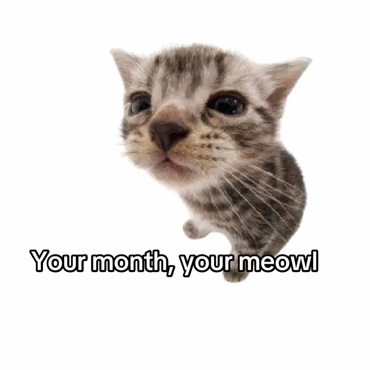 #month #meowl 