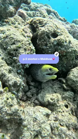 IG: sandrisirena 💓 Parte 5. Haciendo snorkel por Maldivas.  #maldivas #apnea #snorkel 