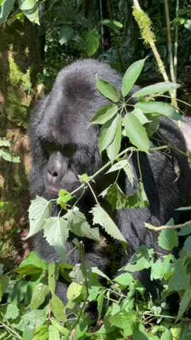 Gorilla trekking  For booking or inquiries  Email: info@kisembosimbauganda.com What’s app: +256773286136 www.kisembosimbauganda.com #askmeaboutuganda #visituganda #creatingmemories #travelphotography #bwindiimpenetrableforest        