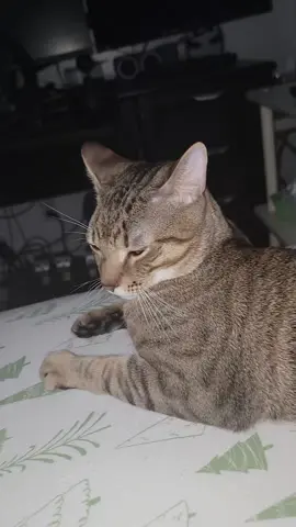 tigre.  #cat 