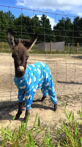 Baby donk jammies!! 🥹🥰 #fyp #farmlife #farm #babydonkey #farmtok 
