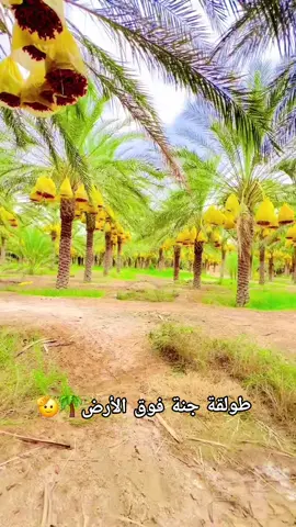 #ضحك_جزائري #عقلية_جزائرية🇩🇿 #dz #dzpower #tiktokdz 