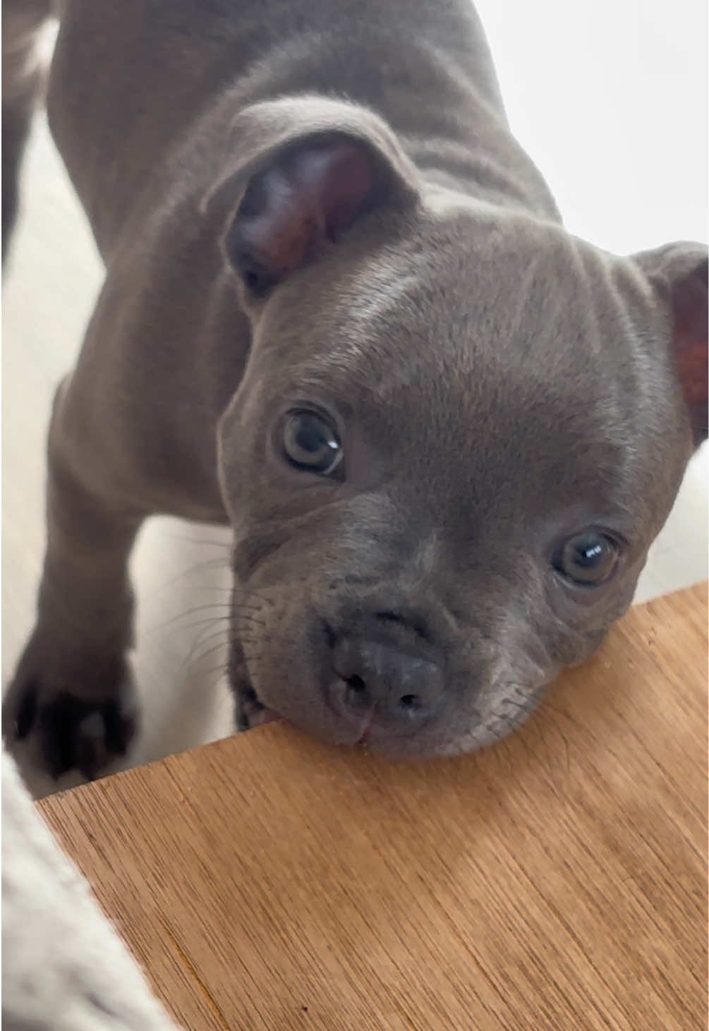 I will get through it one day!  #staffordshirebullterrier #dogsoftiktok #staffy #staffiesoftiktok #dog 