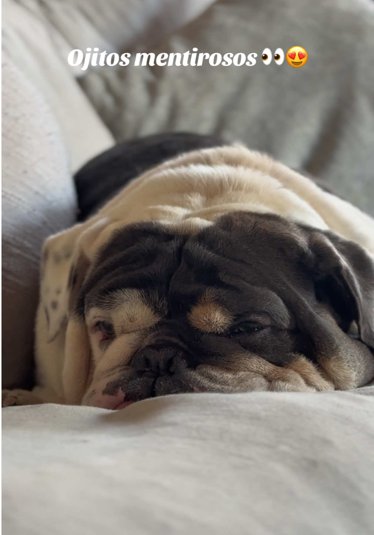 Teníamos que hacer el trend 🤪😍 #ojitosmentirosos #brunotheenglishbulldog #fyp #bulldogsoftiktok 