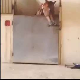 فدرال 2013 كان من اشرس الخيل لكن خوّتنا غلبت #explore  #typ  #خيل_وخياله🐎  #الشعب_الصيني_ماله_حل😂😂  #خيل_عربي_اصيل🐎🐎 