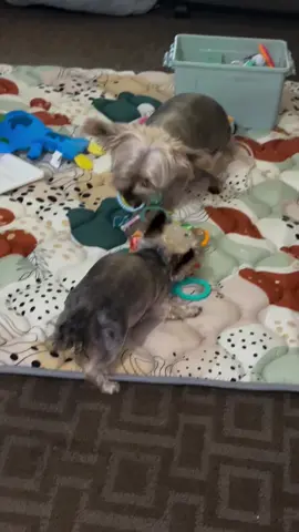 Stealing Kylos toys