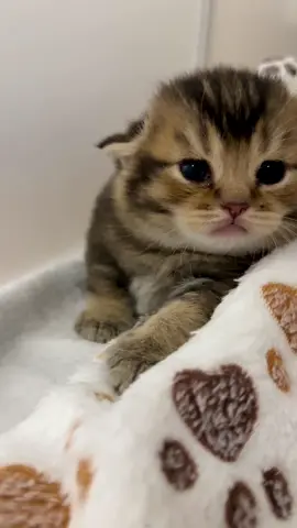 #kitten #fy #cutecat #kittensoftiktok 