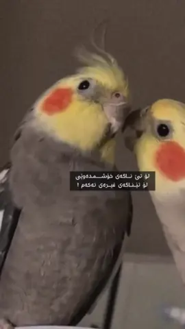 💗😍🦜🦜.#foryoupage #fyp #fyyyyyyyyyyyyyyyy #actives? #foryou 