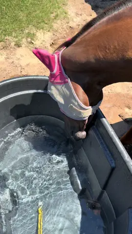 I think Gemma wants a pool 😂 blowing bubbles and splashing around #horses #waterdog #bubbles #werido 
