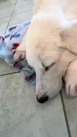Blitz loves getting dried after his spa bath. #dogsoftiktok #puppytiktok #tiktokpuppies 