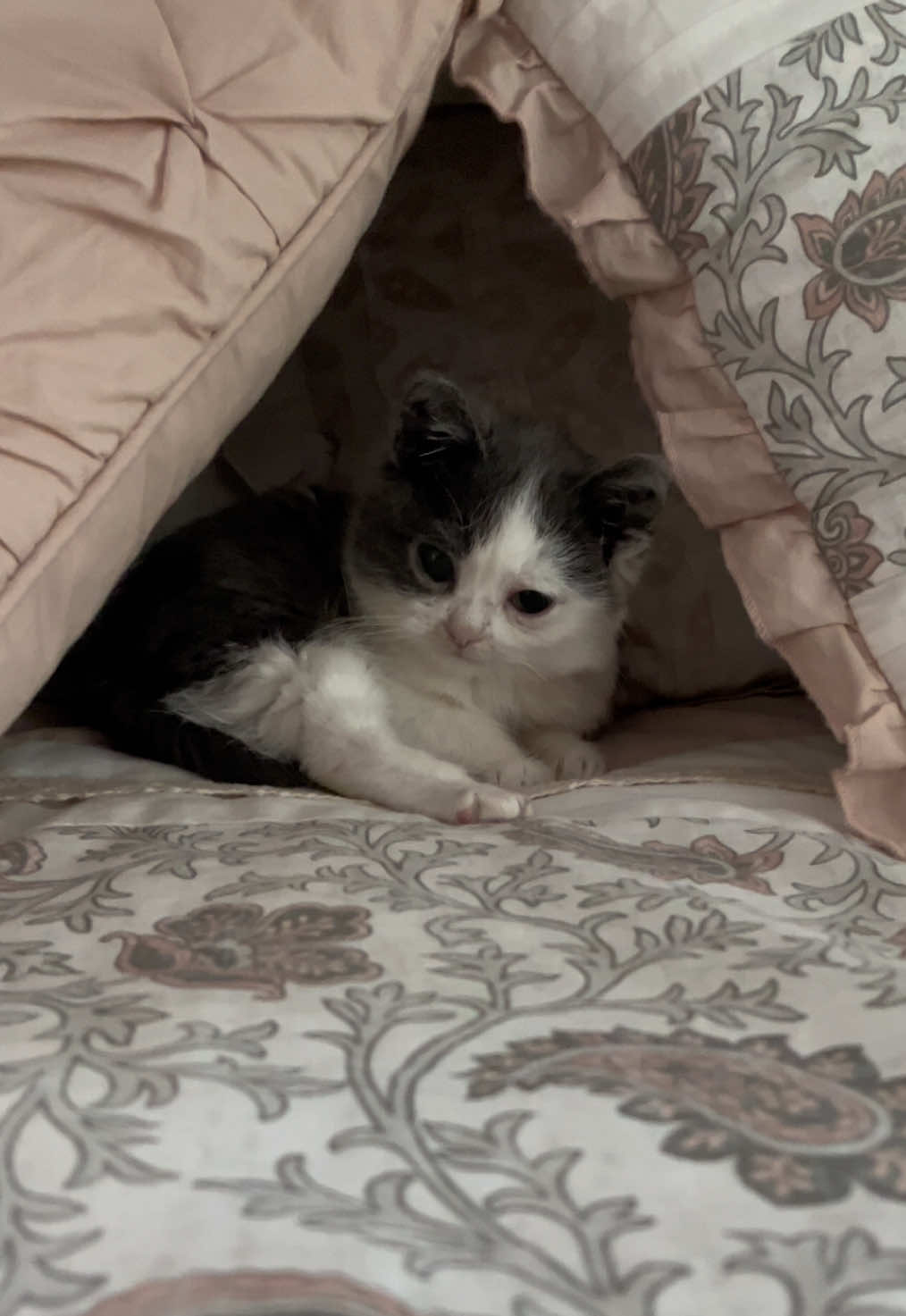 Kermit loves when we  make him a pillow cave! He will sit in it alllll day long. #kermit #kermieworm #catsoftiktok #dwarfcat #catfort 