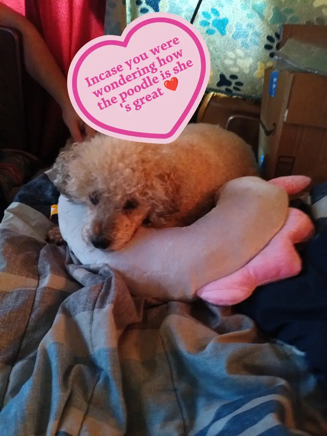 #dogsoftiktok #softdogtiktok #fyp 