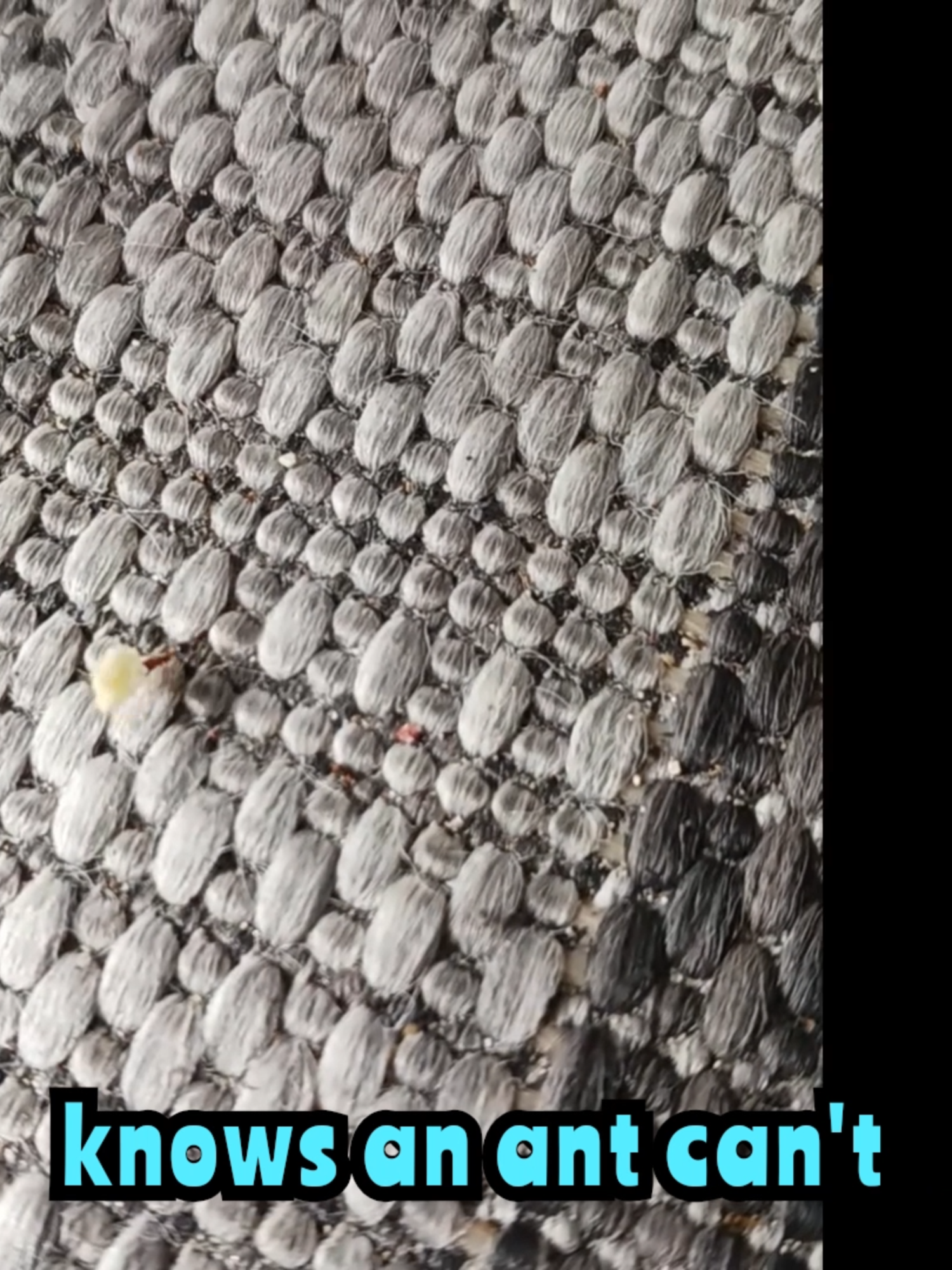 HIGH HOPES (ANT SONG) #HIGH #highhope #highhopes #ant#ants#fl#florida#southflorida #rubber #rubbertreeplant #fyppppppppppppppppppppppp #foryoupageofficiall #fypシ゚viral #fypシ #fyp #fypage #foryoupage #foryou #f