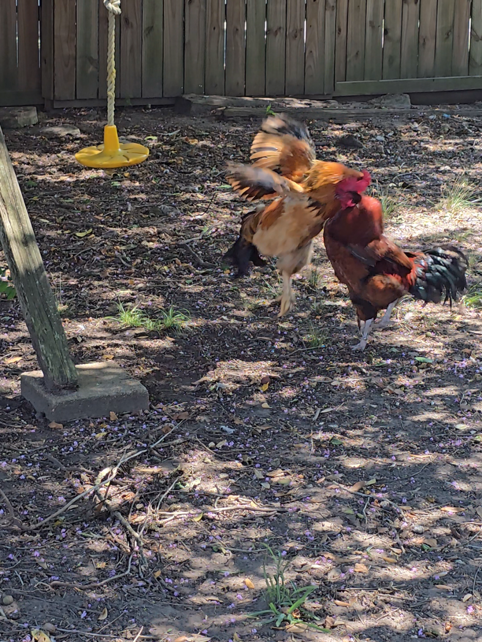 #roosters #peckingorder #fight #fyoubuddy