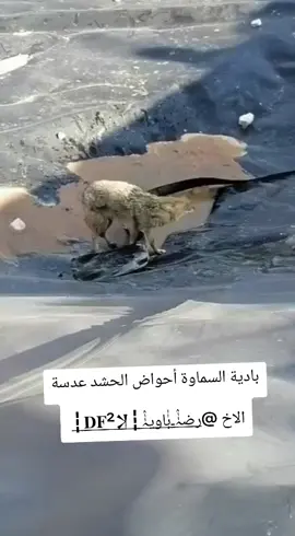 #ذيب_السماوة