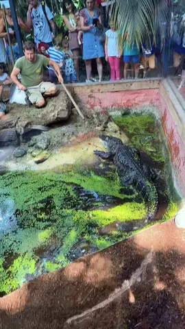 #foryou #pourtoi #crocodile #alligator 